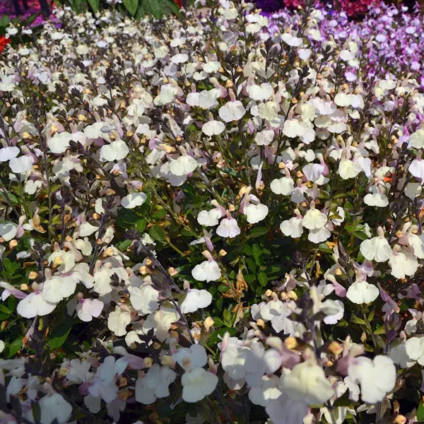 Salvia Mirage Cream Salvia Mirage Cream