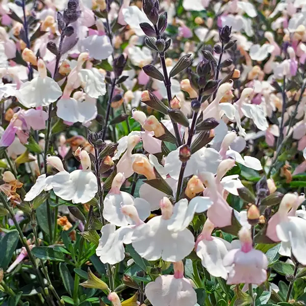 Salvia Mirage Cream Salvia Mirage Cream