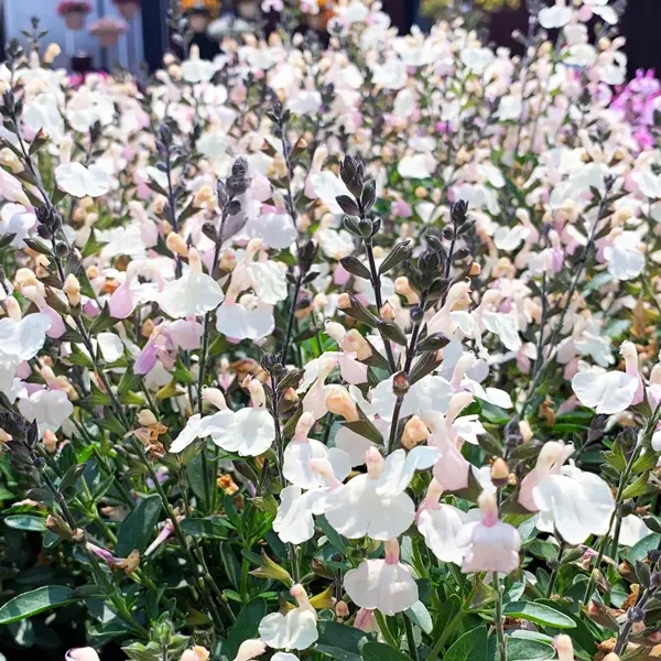 Salvia Mirage Cream Salvia Mirage Cream