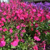 Salvia Mirage Neon Rose Salvia Mirage Neon Rose