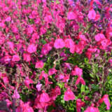 Salvia Mirage Neon Rose Salvia Mirage Neon Rose