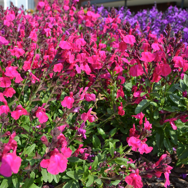 Salvia Mirage Neon Rose Salvia Mirage Neon Rose