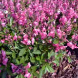 Salvia Mirage Collection Salvia Mirage Collection
