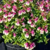 Salvia Mirage Rose Bicolour Salvia Mirage Rose Bicolour