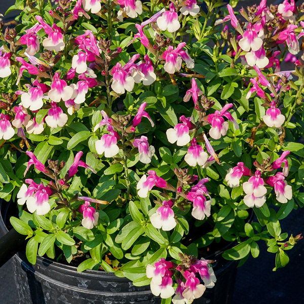 Salvia Mirage Rose Bicolour Salvia Mirage Rose Bicolour