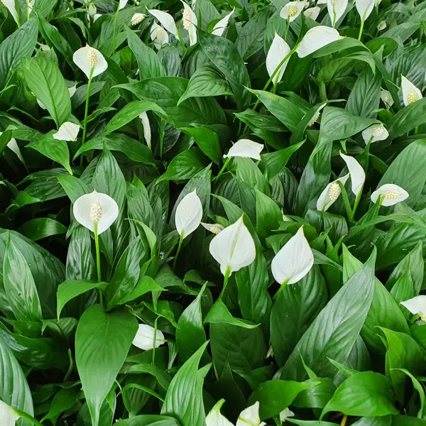 Spathiphyllum Peace Lily Stefanie Spathiphyllum Peace Lily Stefanie