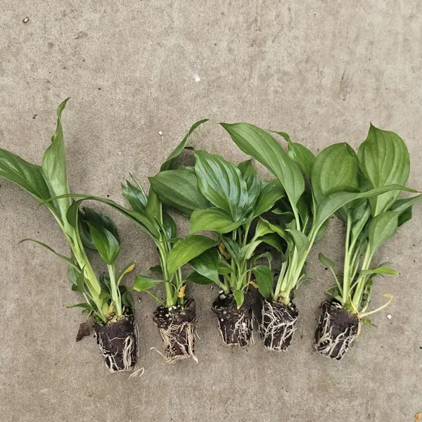 Spathiphyllum Peace Lily Stefanie Spathiphyllum Peace Lily Stefanie