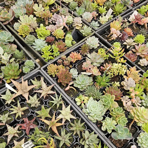 Unnamed Succulent Lucky Dip 12 Pack Unnamed Succulent Lucky Dip 12 Pack
