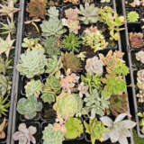 Unnamed Succulent Lucky Dip 12 Pack Unnamed Succulent Lucky Dip 12 Pack