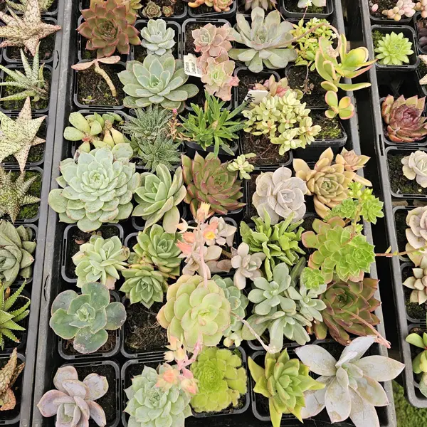 Unnamed Succulent Lucky Dip 12 Pack Unnamed Succulent Lucky Dip 12 Pack
