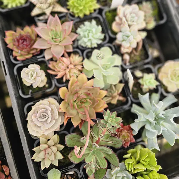 Unnamed Succulent Lucky Dip 12 Pack Unnamed Succulent Lucky Dip 12 Pack
