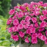 Sunpatiens Compact Purple Candy