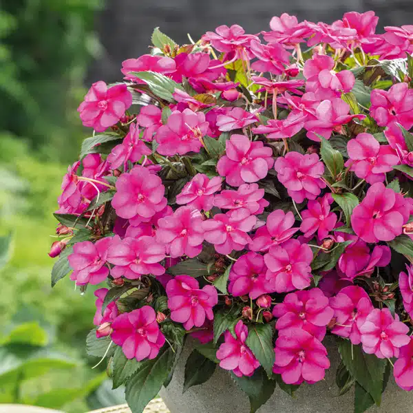 Sunpatiens Compact Purple Candy Sunpatiens Compact Purple Candy