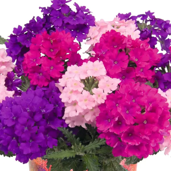 Verbena Confetti Garden Verbena Confetti Garden
