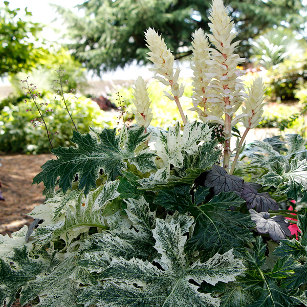 Acanthus Whitewater- Variegated Oyster Plant Acanthus Whitewater- Variegated Oyster Plant