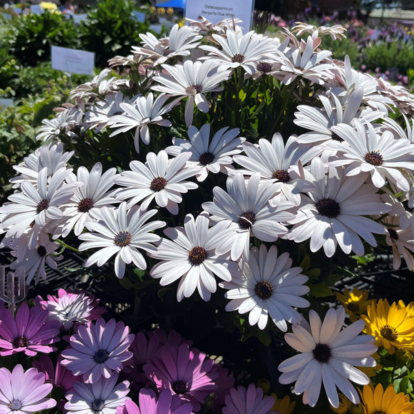 Osteospermum Margarita Plus White Osteospermum Margarita Plus White