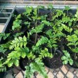 Asplenium Island Beauty Fern Asplenium Island Beauty Fern