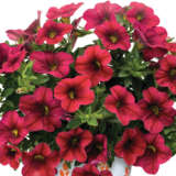 Calibrachoa Bloomtastic Chilli Pepper Calibrachoa Bloomtastic Chilli Pepper