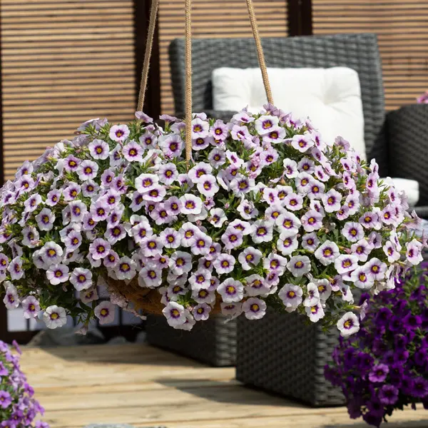 Calibrachoa Bloomtastic Lavender Quartz Calibrachoa Bloomtastic Lavender Quartz
