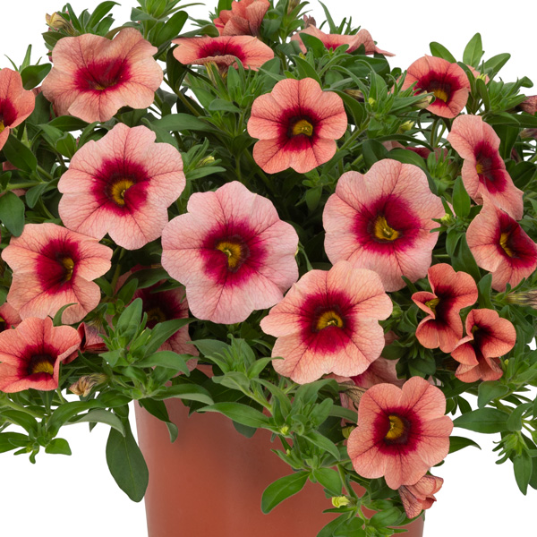 Calibrachoa Bloomtastic Salmon Calibrachoa Bloomtastic Salmon