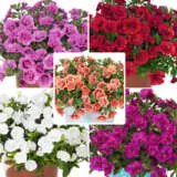 Calibrachoa Double Collection Calibrachoa Double Collection