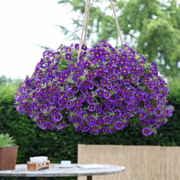 Calibrachoa Tik Tok Blue Calibrachoa Tik Tok Blue