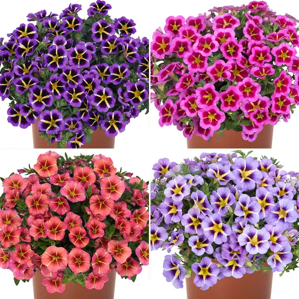 Calibrachoa Tik Tok Collection Calibrachoa Tik Tok Collection