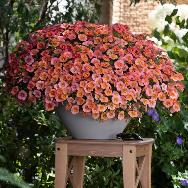 Calibrachoa Tik Tok Orange Calibrachoa Tik Tok Orange
