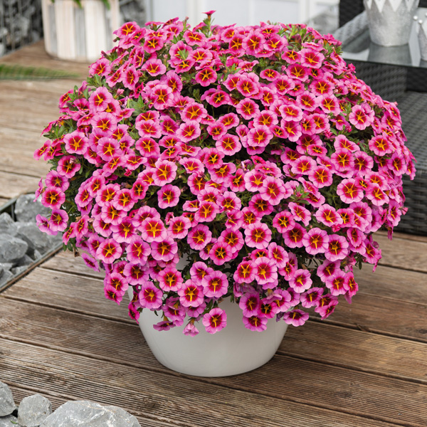 Calibrachoa Tik Tok Rose Calibrachoa Tik Tok Rose