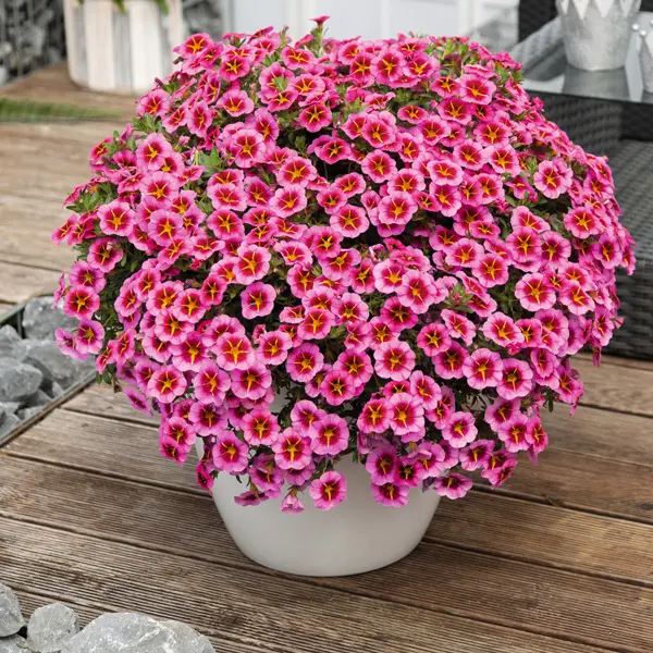 Calibrachoa Tik Tok Rose Calibrachoa Tik Tok Rose