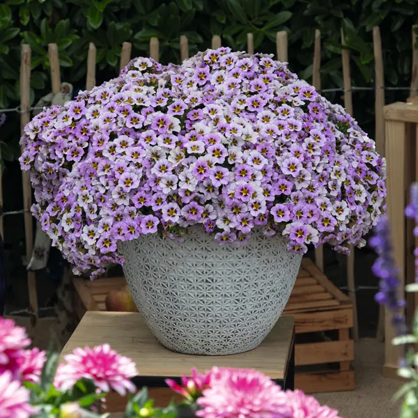 Calibrachoa Tik Tok Sky Blue Calibrachoa Tik Tok Sky Blue