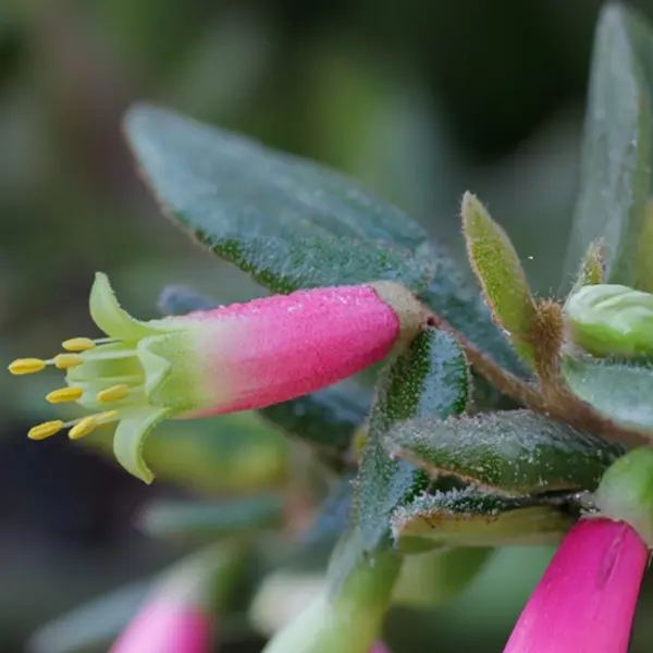 Correa Reflexa Correa Reflexa