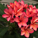 Frangipani Shiraz Frangipani Shiraz