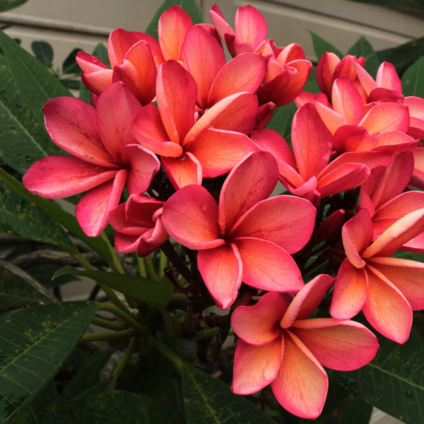 Frangipani Shiraz Frangipani Shiraz