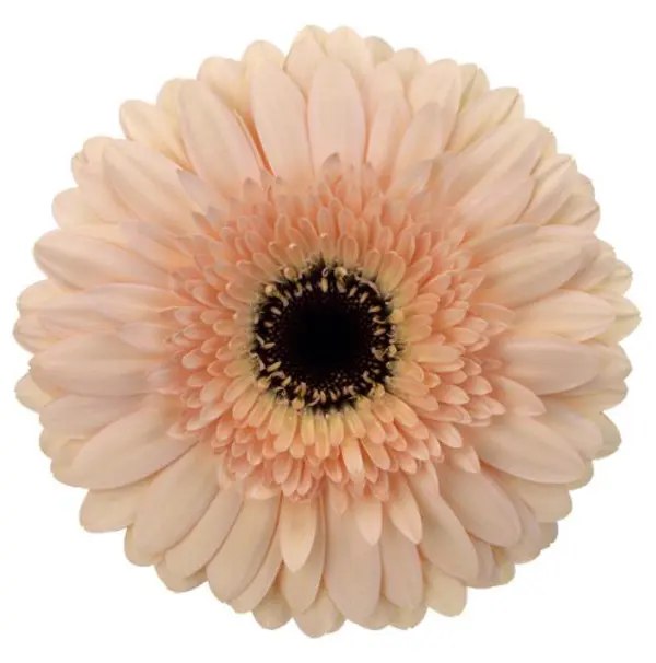 Gerbera Cafe Del Mar Gerbera Cafe Del Mar