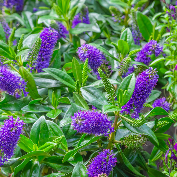 Hebe Elegance Purple Hebe Elegance Purple