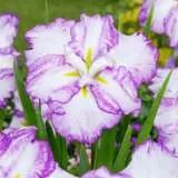 Japanese Iris Tiramisu Japanese Iris Tiramisu