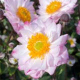 Japanese Windflower- Anemone Royal Candy Japanese Windflower- Anemone Royal Candy