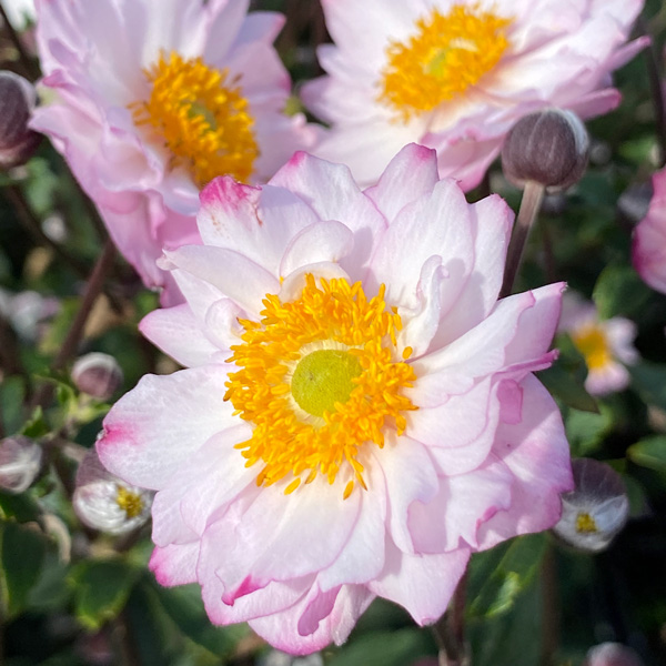 Japanese Windflower- Anemone Royal Candy Japanese Windflower- Anemone Royal Candy
