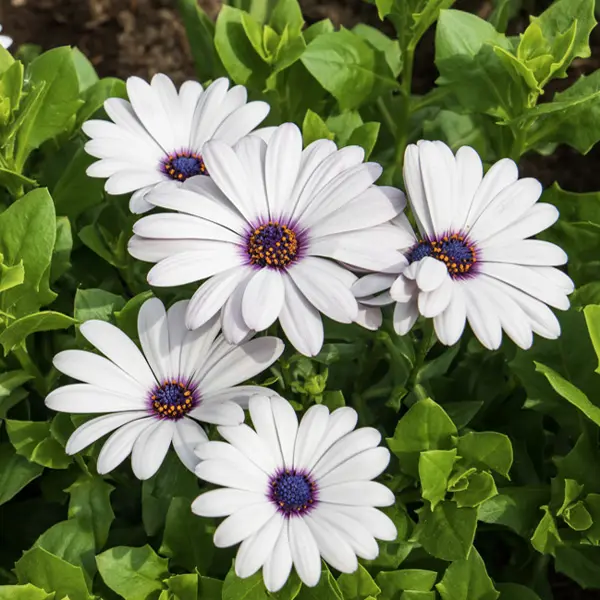 Osteospermum Margarita Whiteout Collection Osteospermum Margarita Whiteout Collection