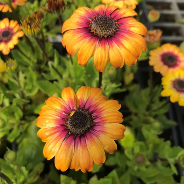 Osteospermum Pop Eye Yellow Amber And Imperial Purple Osteospermum Pop Eye Yellow Amber And Imperial Purple