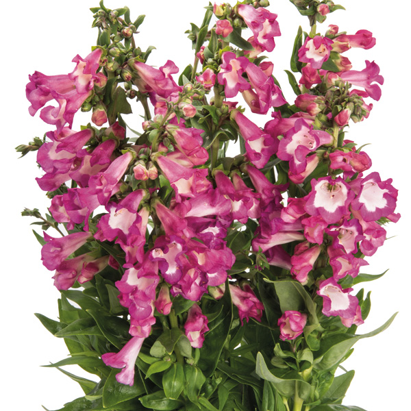 Penstemon Pep Talk Cerise Penstemon Pep Talk Cerise