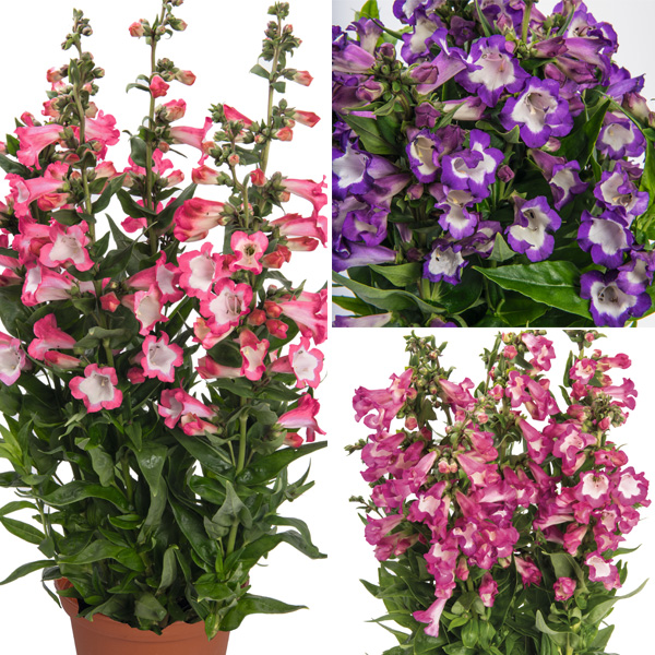 Penstemon Pep Talk Collection Penstemon Pep Talk Collection