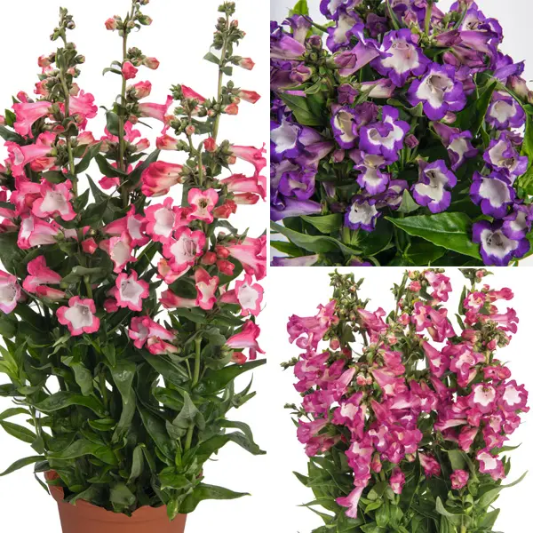 Penstemon Pep Talk Collection Penstemon Pep Talk Collection