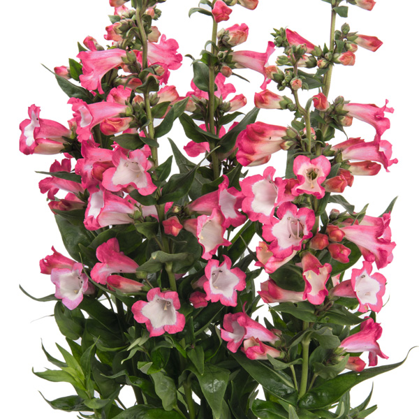 Penstemon Pep Talk Hot Pink Penstemon Pep Talk Hot Pink