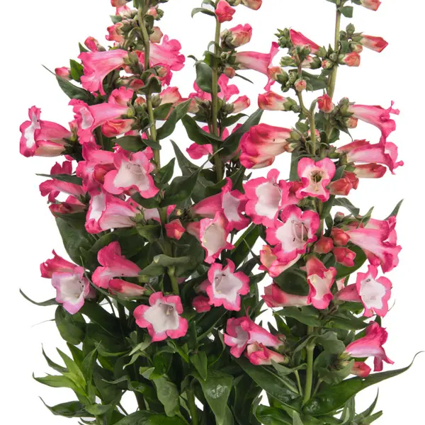Penstemon Pep Talk Hot Pink Penstemon Pep Talk Hot Pink