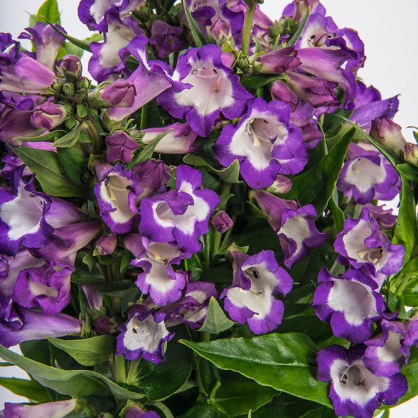 Penstemon Pep Talk Purple Penstemon Pep Talk Purple