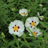 Rock Rose Alan Fradd Rock Rose Alan Fradd
