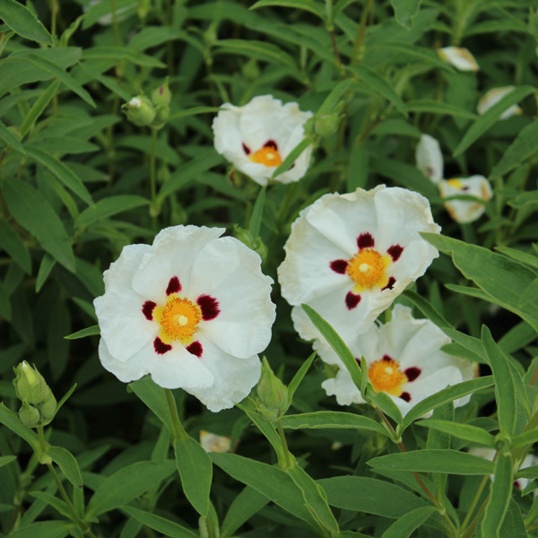 Rock Rose Alan Fradd Rock Rose Alan Fradd