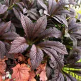 Rodgersia Bronze Peacock Rodgersia Bronze Peacock